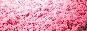 Photo of Premier Insulation