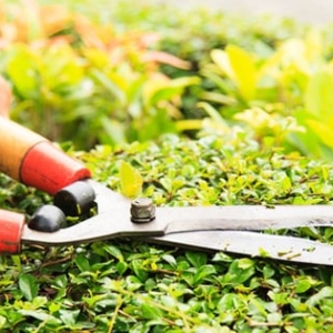 Photo of Fall Landscape & Tree Service
