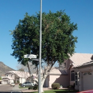 Photo of Pablo's Landscape & Tree Service, LLC