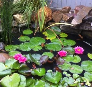 Photo of Vera Marie Landscapes