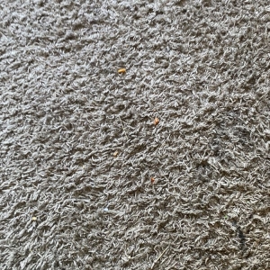 Photo of All Green Carpet Cleaning