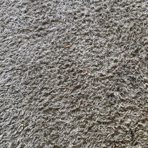 Photo of All Green Carpet Cleaning