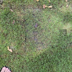 Photo of Atlanta Sod Company