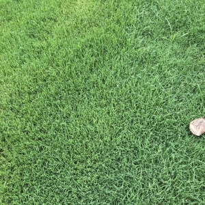 Photo of Atlanta Sod Company