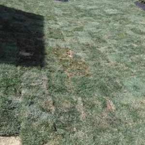 Photo of Bush Sod Farms