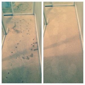 Photo of Pacific Shores Carpet Care