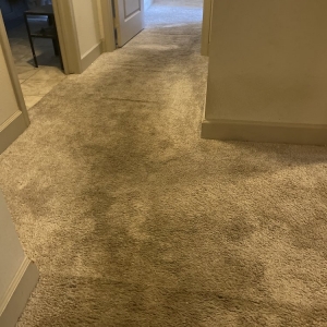 Photo of Mr. Tiger Carpet Cleaning