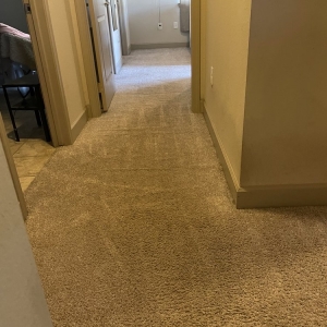 Photo of Mr. Tiger Carpet Cleaning