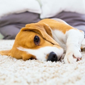 Photo of GCS Carpet Cleaning of Peoria
