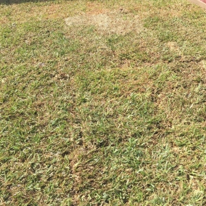 Photo of Brokers Grass