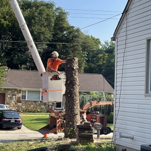 Photo of Davis Tree Work
