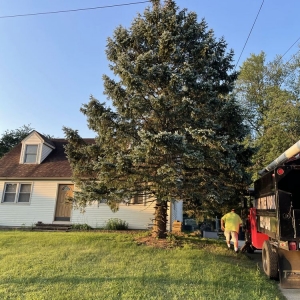 Photo of Davis Tree Work