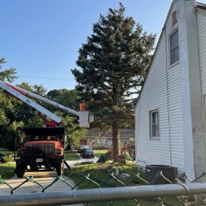 Photo of Davis Tree Work
