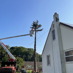 Photo of Davis Tree Work