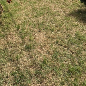 Photo of Atlanta Metro Sod