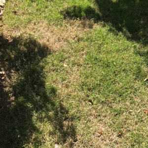 Photo of Atlanta Metro Sod