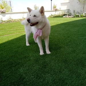 Photo of SYNLawn Utah