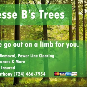Photo of Jesse B's Trees