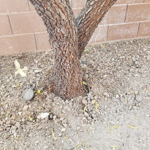 Photo of Desert Gardens