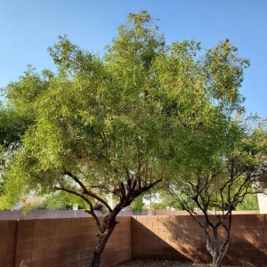 Photo of Desert Gardens