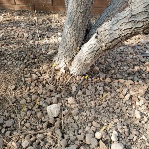 Photo of Desert Gardens