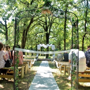 Photo of Legacy Oak