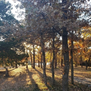 Photo of Legacy Oak