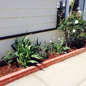 San Francisco Azimut-Trees and Garden Services