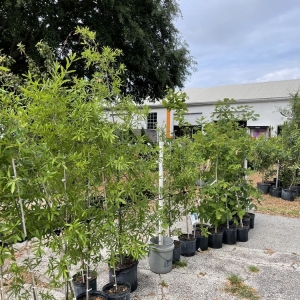 Photo of Roots and Shoots Nursery