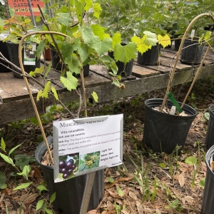 Photo of Roots and Shoots Nursery