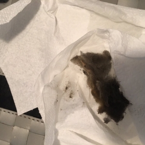 Photo of Carpet Cleaning Star