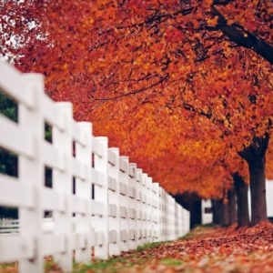 Photo of Globe Fence and Railings