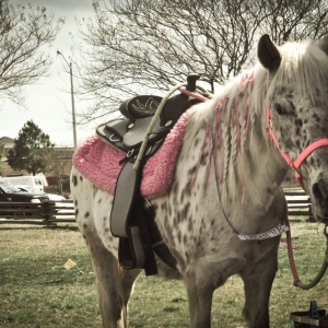 Photo of Beach Party Ponies & Barnyard Petting Zoo