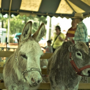 Photo of Beach Party Ponies & Barnyard Petting Zoo