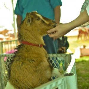 Photo of Beach Party Ponies & Barnyard Petting Zoo