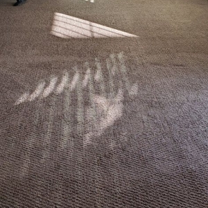 Photo of East Bay Carpet Cleaning