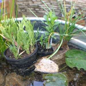 Photo of Yard to Table Gardens