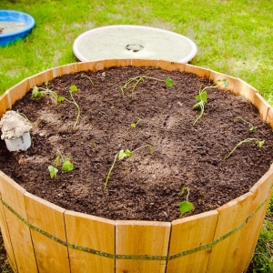 Photo of Yard to Table Gardens