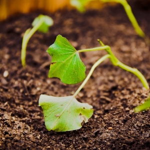 Photo of Yard to Table Gardens