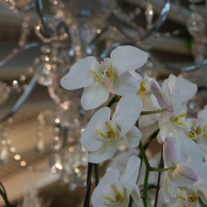 Photo of The Flower Studio