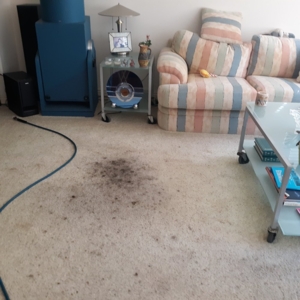 Photo of Miracle Services Green Carpet Cleaning