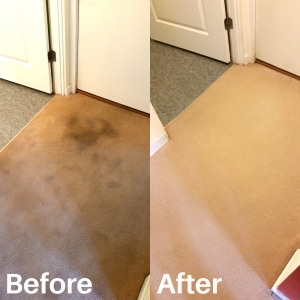 Photo of Riley Carpet Care