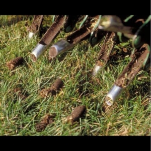 Photo of Adame Landscaping
