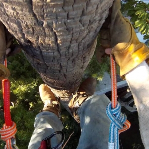Photo of The Tree Pro