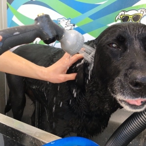 Photo of Camelot Car & Dog Wash