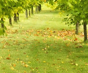 Photo of Healthy Lawns & Shrubs