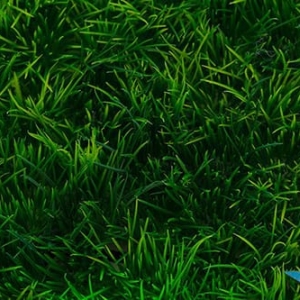 Photo of Healthy Lawns & Shrubs