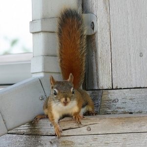 Photo of Midwest Home Services