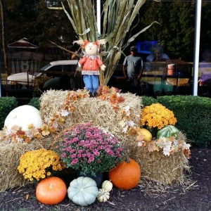 Photo of Tennessee Turf Lawncare Services