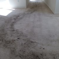 Photo of Hot Scrub Carpet Cleaning